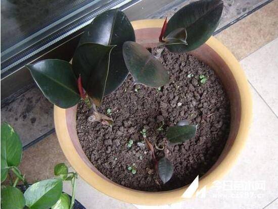 橡皮樹扦插，教你六大基本步驟快速生根發(fā)芽(30天)