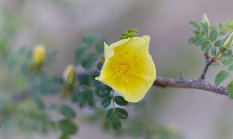 薔薇花適合東北種植嗎，適宜/但是要注意栽種的方法