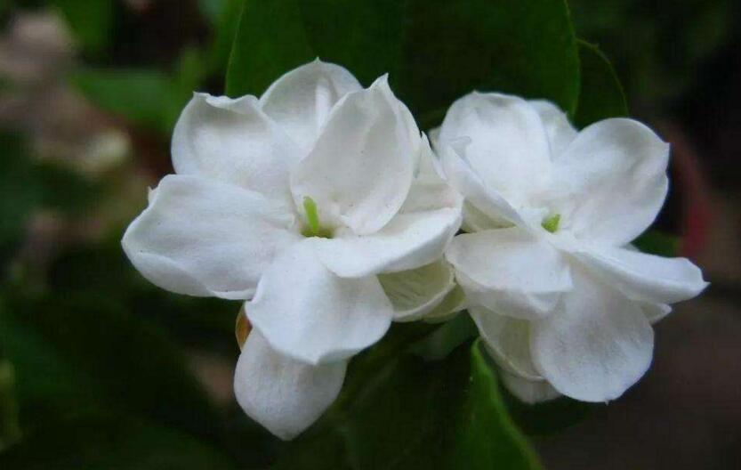 茉莉的花語，地區(qū)和數(shù)量不同代表的寓意也不同