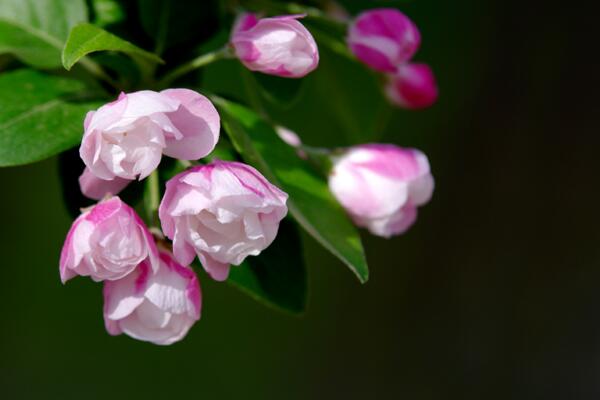 怎樣養(yǎng)好海棠花，海棠花養(yǎng)殖5大要點