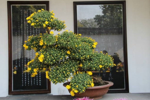 菊花怎么催花，保證養(yǎng)分充足并加強(qiáng)光照