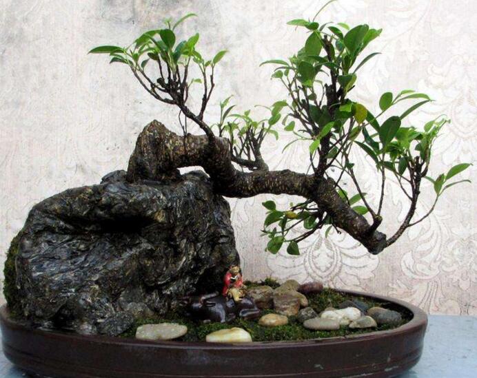 盆栽榕樹冬天怎么養(yǎng)，過冬必備的五種方法技巧