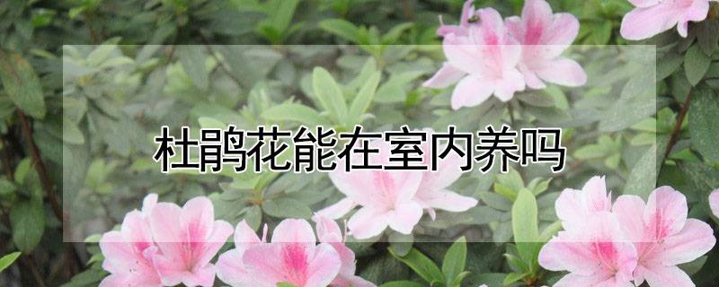杜鵑花能在室內(nèi)養(yǎng)嗎