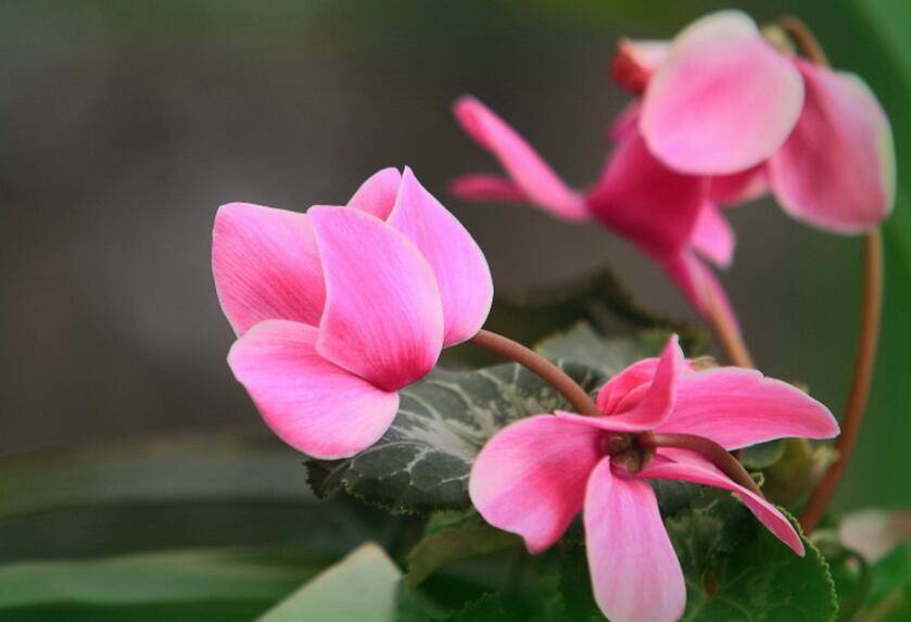 仙客來幾月份開花，集中在冬天這個(gè)季節(jié)開花