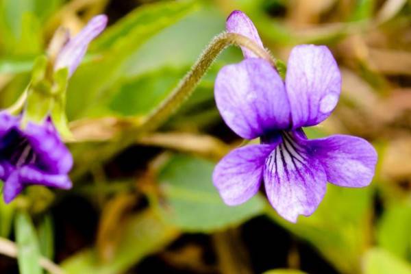 堇菜和紫花地丁區(qū)別