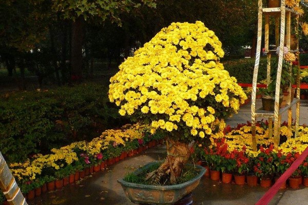 菊花怎么催花，保證養(yǎng)分充足并加強(qiáng)光照
