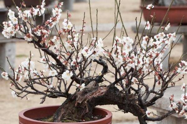 梅花怎么修剪枝葉，4步即可完成梅花的修剪