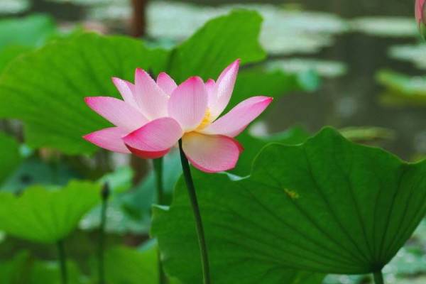 荷花能在家里養(yǎng)嗎
