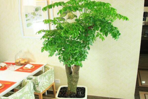 幸福樹的圖片，品種以及價(jià)值介紹