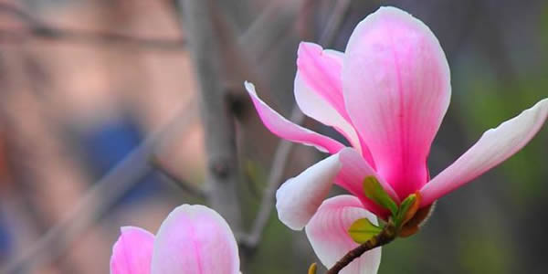 玉蘭花的花語(yǔ)