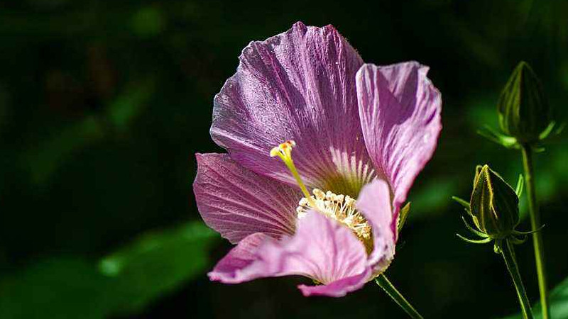芙蓉花盆栽的養(yǎng)殖方法