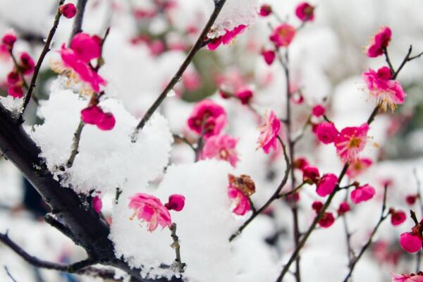 盆栽梅花的養(yǎng)殖方法，養(yǎng)好梅花必須要做好以下幾點(diǎn)