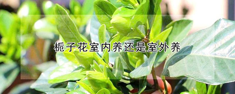 梔子花室內(nèi)養(yǎng)還是室外養(yǎng)