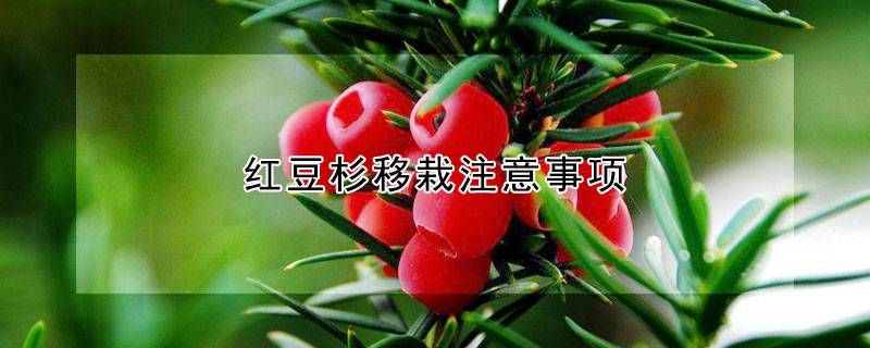 紅豆杉移栽注意事項(xiàng)