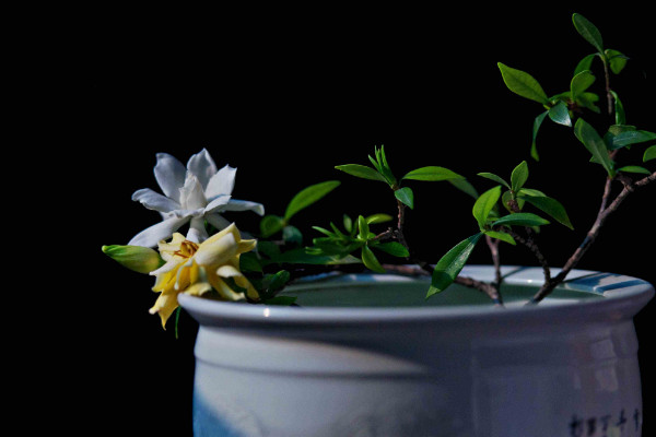 梔子花可以水養(yǎng)嗎，養(yǎng)殖方法正確可一直水培
