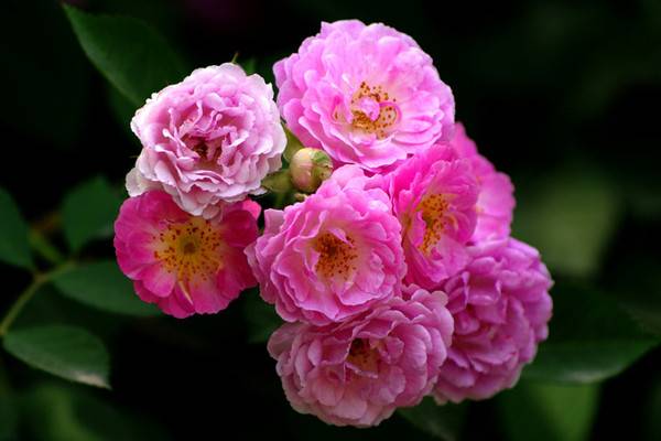 薔薇花冬天怎么養(yǎng)