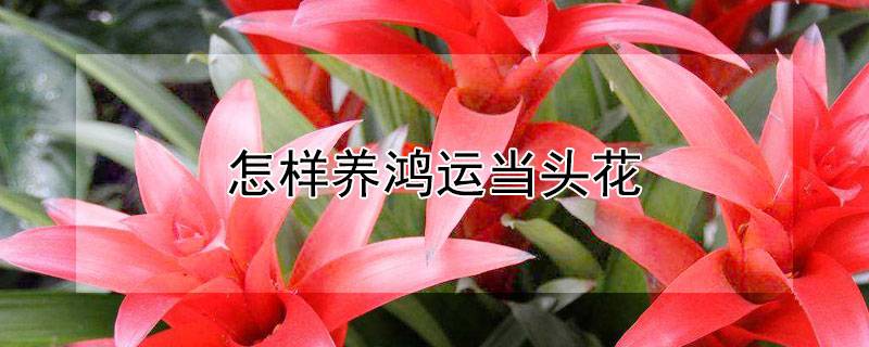 怎樣養(yǎng)鴻運當頭花