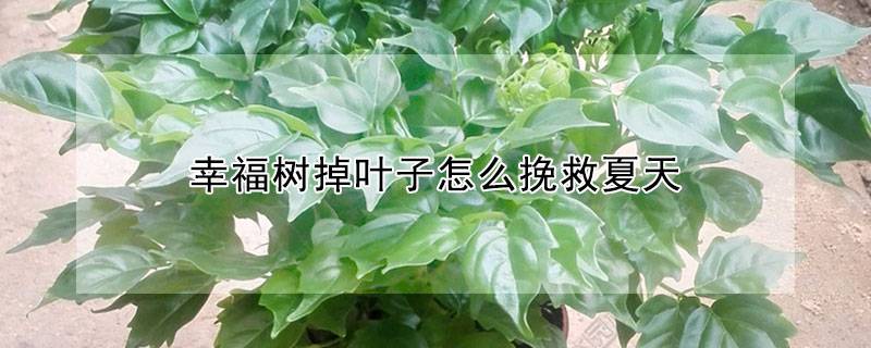 幸福樹(shù)掉葉子怎么挽救夏天