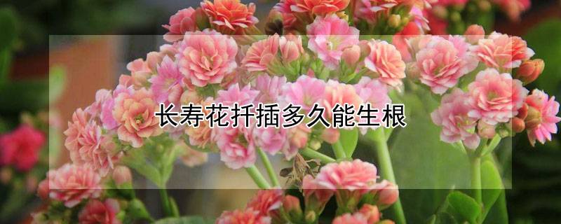 長(zhǎng)壽花扦插多久能生根