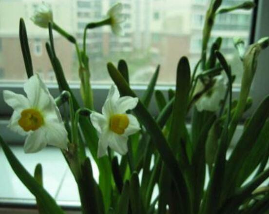 水仙花三大培植方法，介紹三種種植方法(土培/水培/沙培)