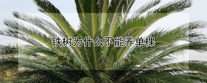 鐵樹(shù)為什么不能養(yǎng)單棵