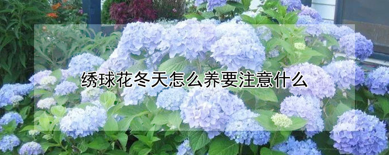 繡球花冬天怎么養(yǎng)要注意什么