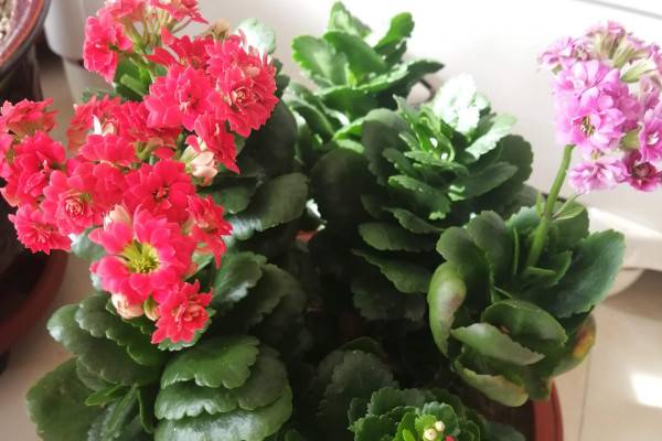 長(zhǎng)壽花冬天可以放在外面嗎