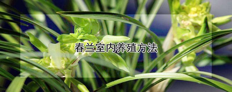 春蘭室內(nèi)養(yǎng)殖方法