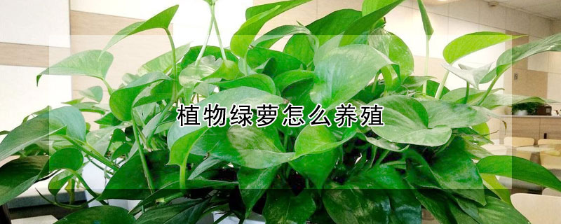 植物綠蘿怎么養(yǎng)殖