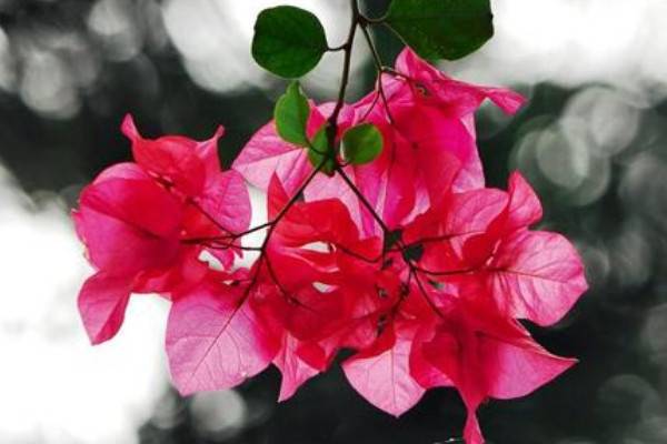 三角梅什么時候發(fā)芽