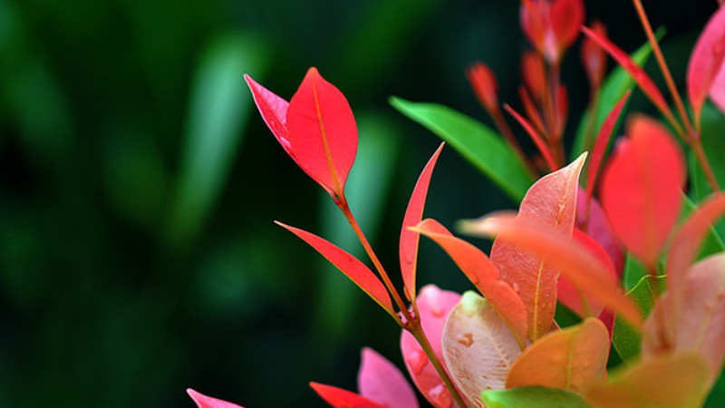 鴻運(yùn)當(dāng)頭的花心爛了怎么辦