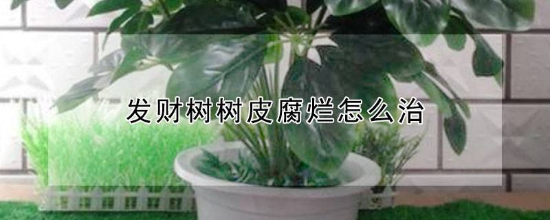 發(fā)財樹樹皮腐爛怎么治