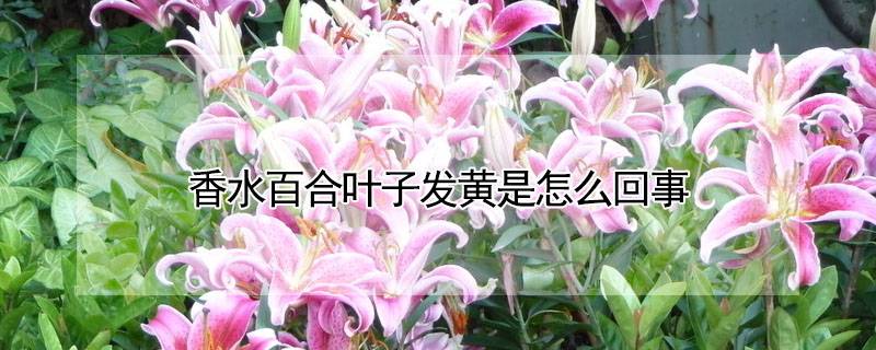 香水百合葉子發(fā)黃是怎么回事