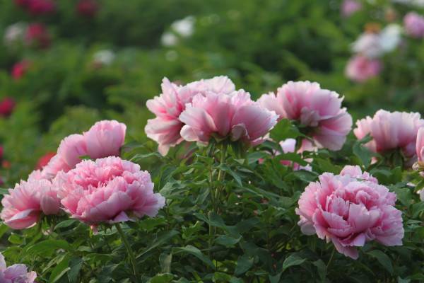 牡丹花有什么特點(diǎn)