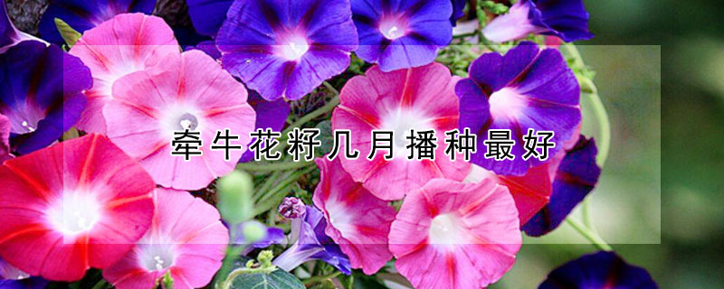 牽?；ㄗ褞自虏シN最好