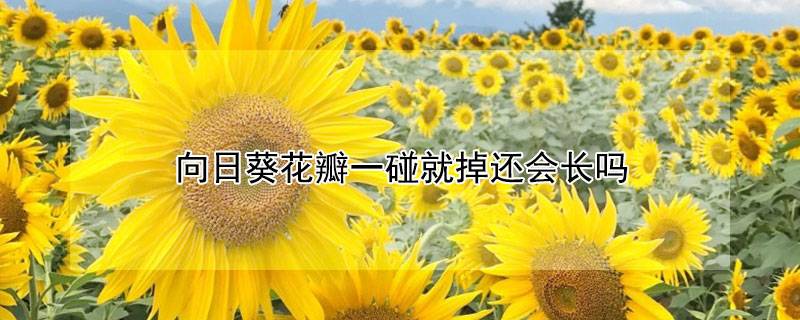 向日葵花瓣一碰就掉還會(huì)長(zhǎng)嗎