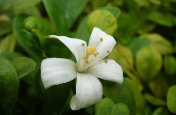 九里香花可以吃嗎，能吃/但是常被當(dāng)做藥物使用