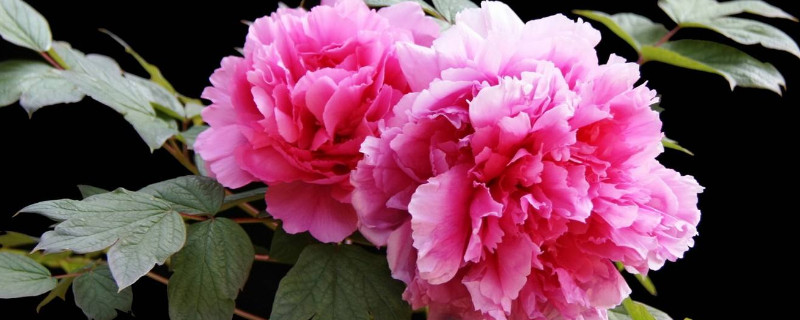 牡丹花的養(yǎng)護(hù)方法