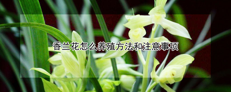 香蘭花怎么養(yǎng)殖方法和注意事項