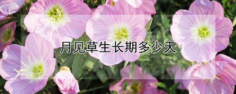 月見草生長(zhǎng)期多少天