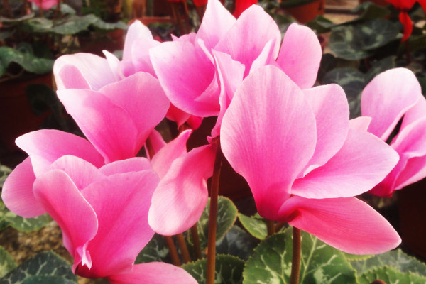 仙客來(lái)的花期多長(zhǎng)時(shí)間