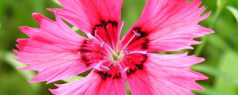 康乃馨種子發(fā)芽后怎么移植