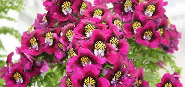 蛾蝶花的花語