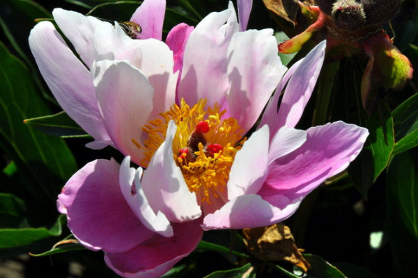 芍藥花冬天要休眠多長時(shí)間