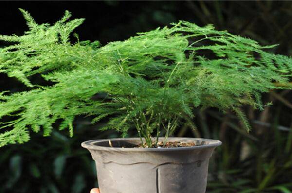 文竹黃葉怎么辦，找到黃葉原因及時(shí)進(jìn)行處理