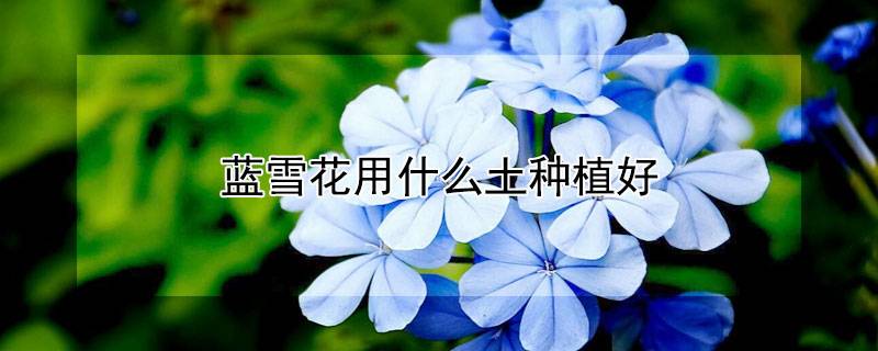 藍(lán)雪花用什么土種植好