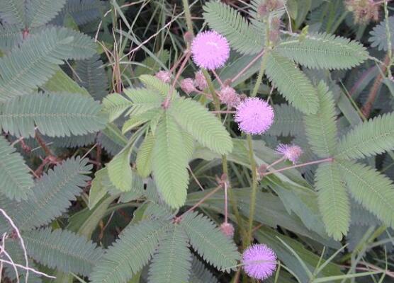含羞草怎么養(yǎng)開(kāi)花，注意盆土配置、光照充足