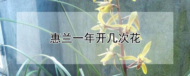 惠蘭一年開(kāi)幾次花