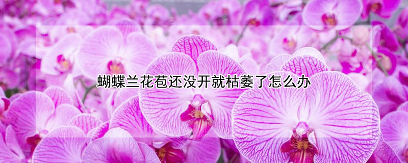 蝴蝶蘭花苞還沒開就枯萎了怎么辦