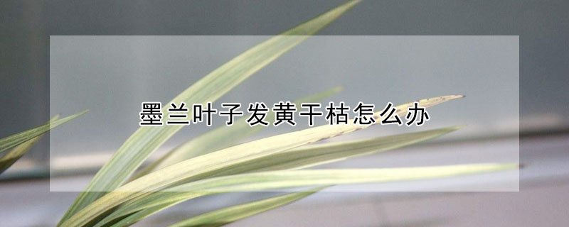 墨蘭葉子發(fā)黃干枯怎么辦